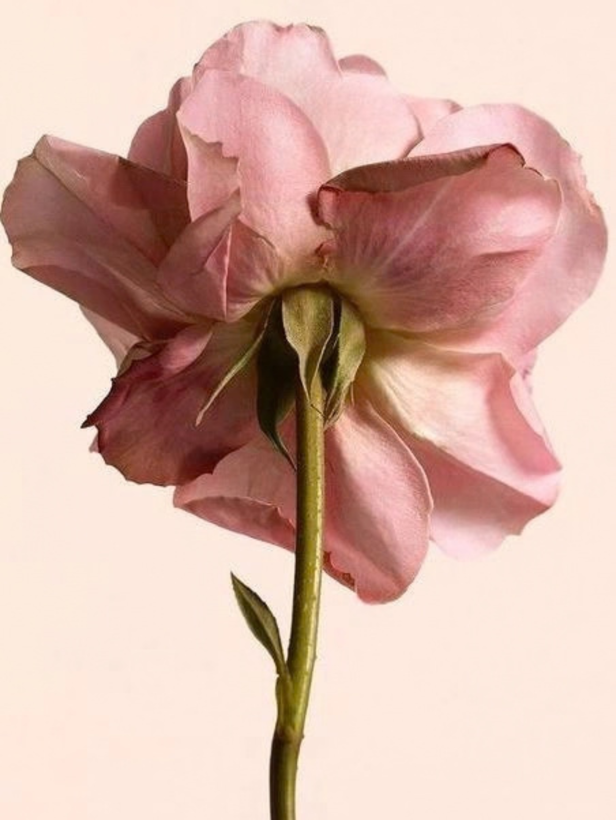 Rosa rosa pálido sobre fondo claro, cosmética calmante para la rosácea y las rojeces